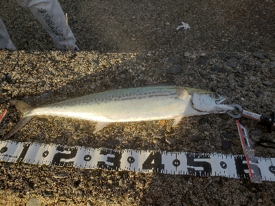 今年初の青物‼️…