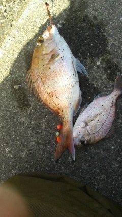 2杯目の鰌狙いでアオリ不発…温泉堪能(笑)…