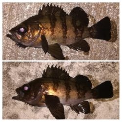 メバリング1844〜1930