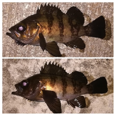 メバリング1844〜1930