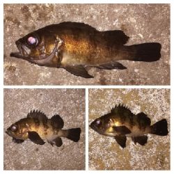 メバリング1840〜1930