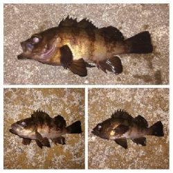 メバリング1840〜1930プラスα