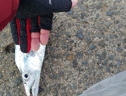 フラットフィッシュ