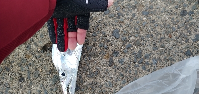 フラットフィッシュ