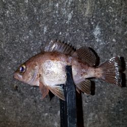 今年の初メバル