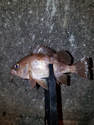 今年の初メバル