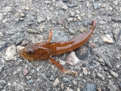 根魚はやっぱりいいよねー