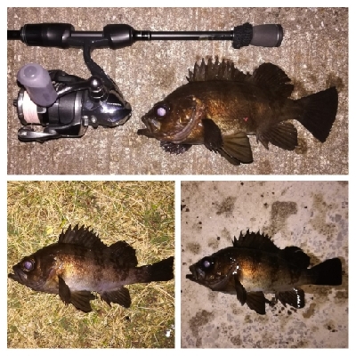 メバリング1835〜2030