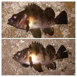 メバリング1940〜2035