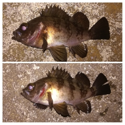 メバリング1940〜2035