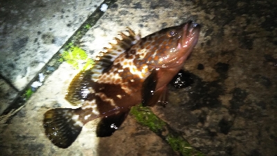 アジング不発…