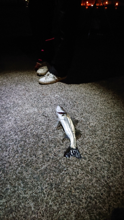 初釣行は爆風・・・