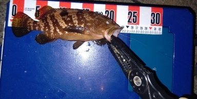 アジングポイント調査でいいやつ！