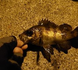 アジングのはずがメバリング?！