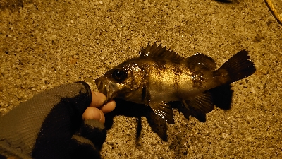 アジングのはずがメバリング?！