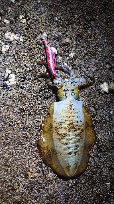 初釣り墨付け❗
