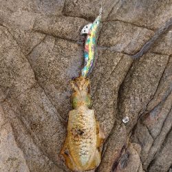 ここまで来て秋イカサイズ・・・