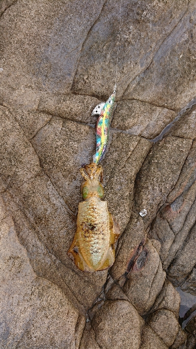 ここまで来て秋イカサイズ・・・