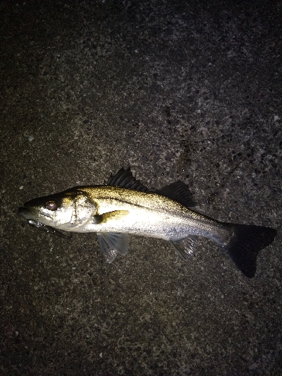 今年初フィッシング