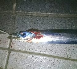寒いがな 初釣り