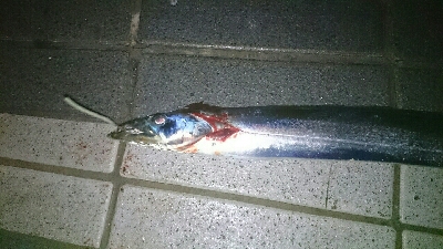 寒いがな 初釣り