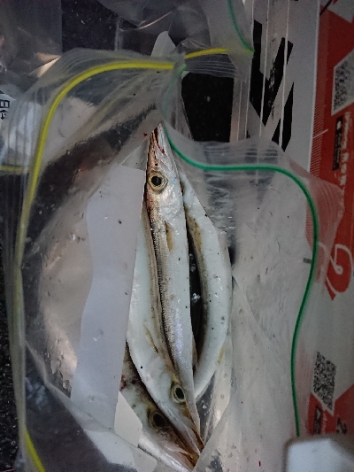 あけおめカマス❗