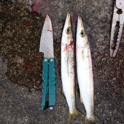 エギングとお土産カマス