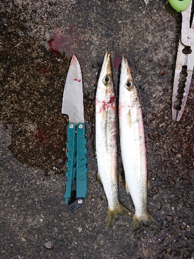 エギングとお土産カマス