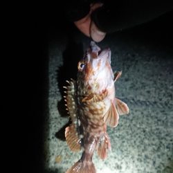 メバル狙いでしたが