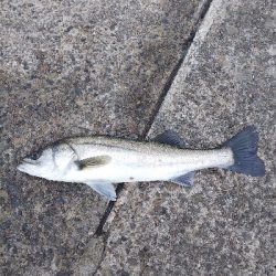 久しぶりのハネ