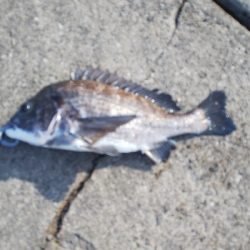 今年初チヌが50オーバー