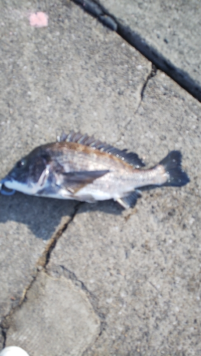 今年初チヌが50オーバー