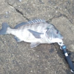 今年チヌ2匹目の50オーバー