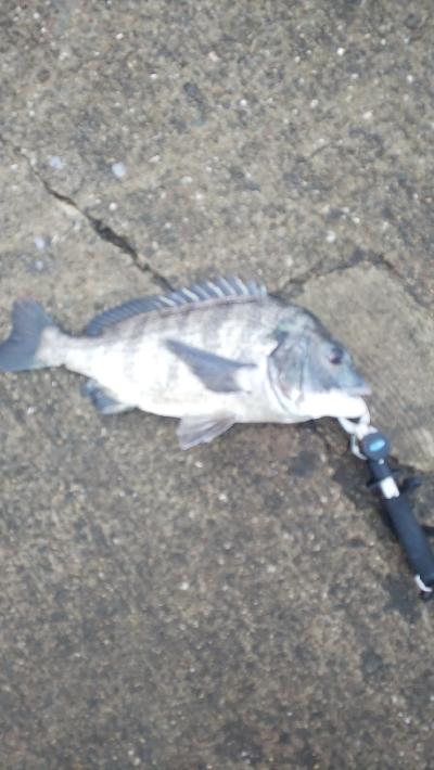 今年チヌ２匹目の50オーバー