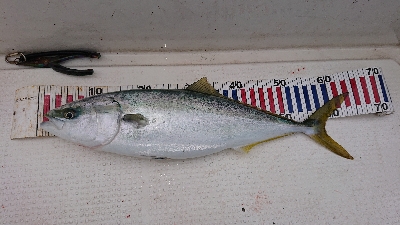 なんとかメジロ