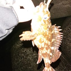 今日もガシラを