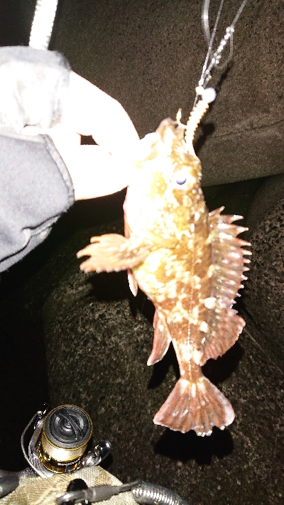 今日もガシラを