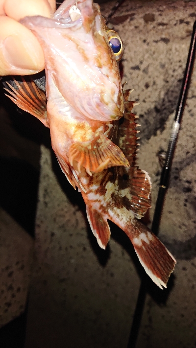 初めてのフラットフィッシュ