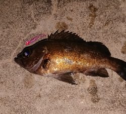 この時期は渋い