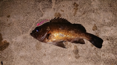 この時期は渋い