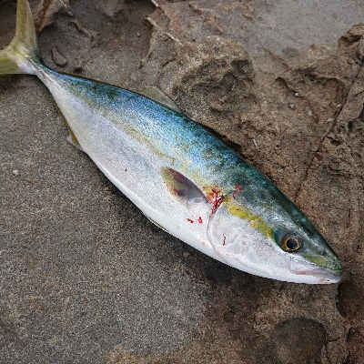 釣れましておめでとうございます！