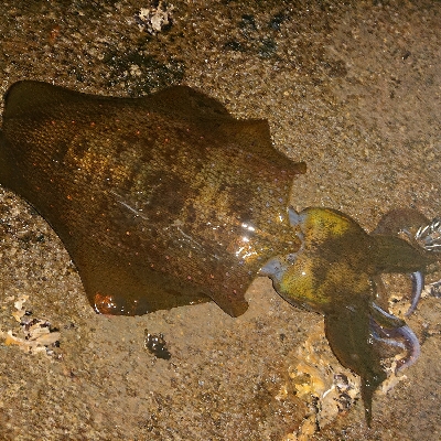 初イカ釣れましておめでとうございます！