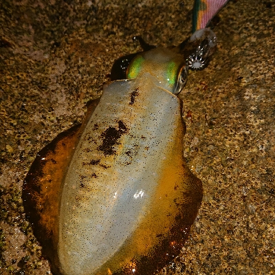 激サムエギング&汗かきLSJ