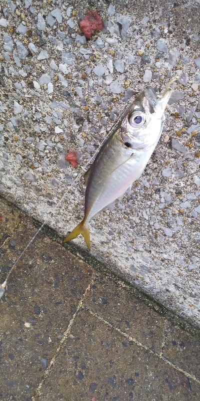 サビキは普通に釣れます