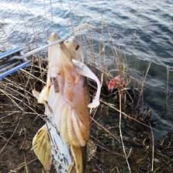 ボトムフィッシュ