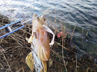 ボトムフィッシュ