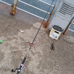 サビキは普通に釣れます2