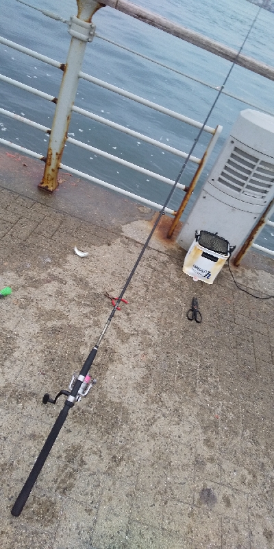 サビキは普通に釣れます2