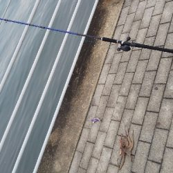 もうタコ釣ってしまった