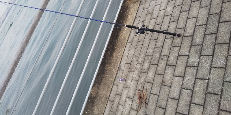 もうタコ釣ってしまった